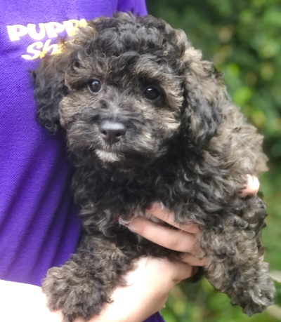 Lovable black Maltese cross Poodle puppy dog.